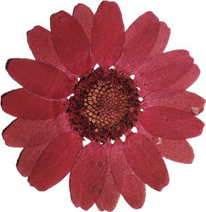 Pressed Red Flower